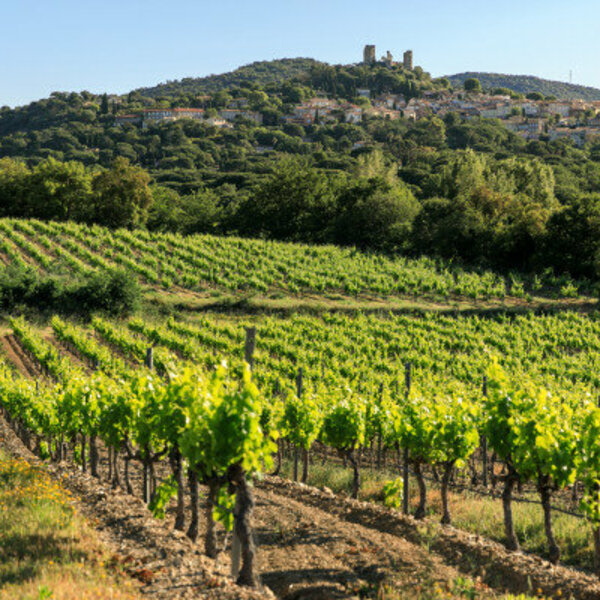 Saint-Tropez: Culture et vins Rosé