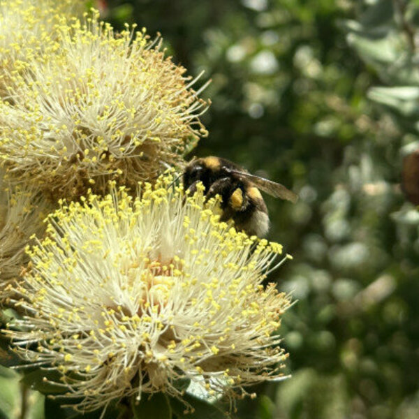 Ticket pour le Jardin des Méditerranées