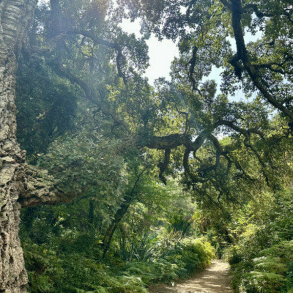 Ticket pour le Jardin des Méditerranées