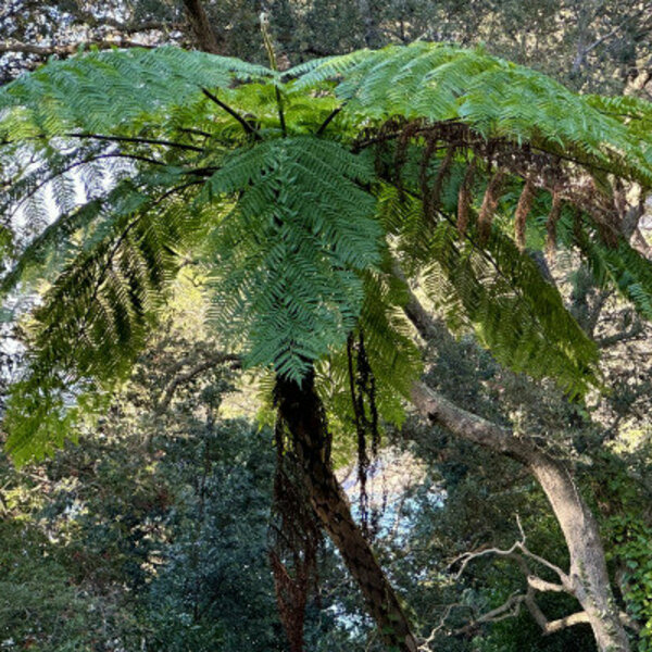 Ticket pour le Jardin des Méditerranées