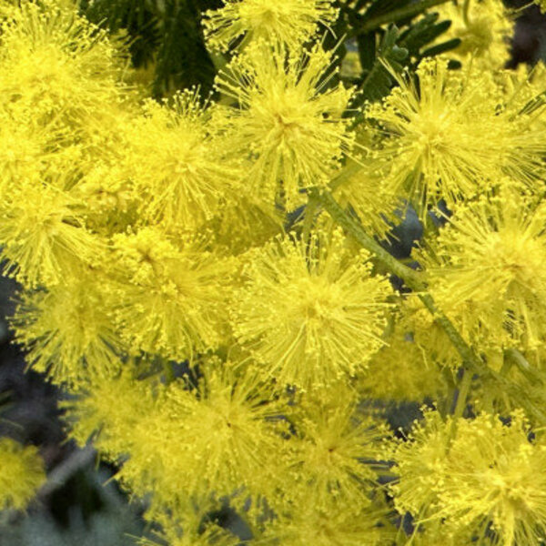 Ticket pour le Jardin des Méditerranées