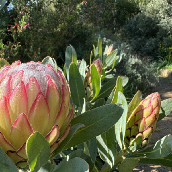 Ticket pour le Jardin des Méditerranées